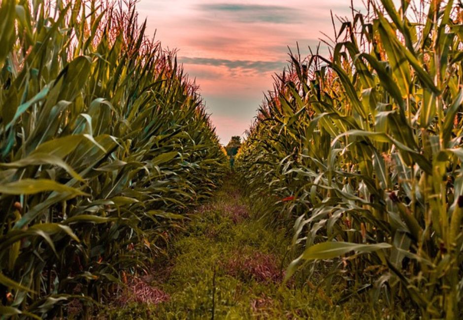Agriculture