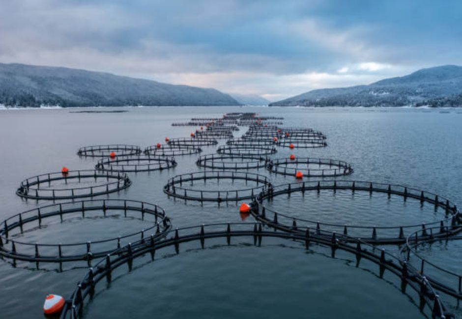 Pisciculture